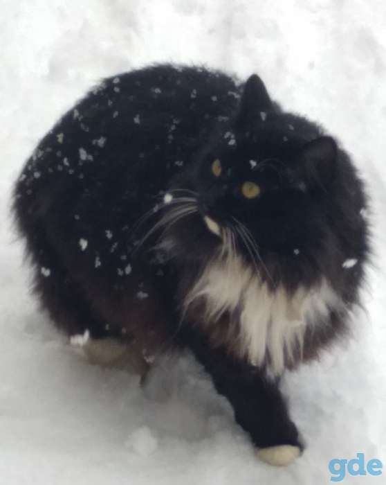 Котик Лапка, фотография 4
