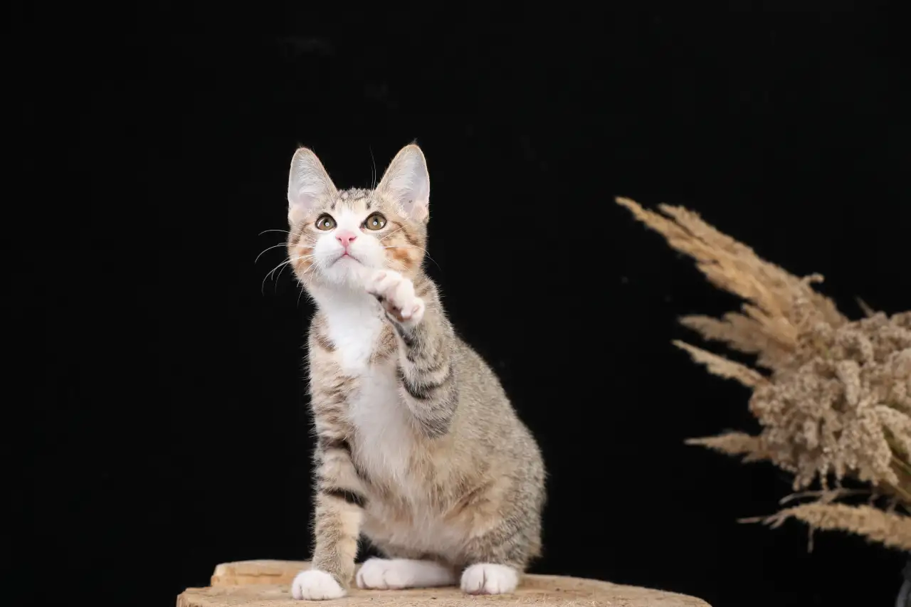 Котята курильского бобтейла, фотография 6