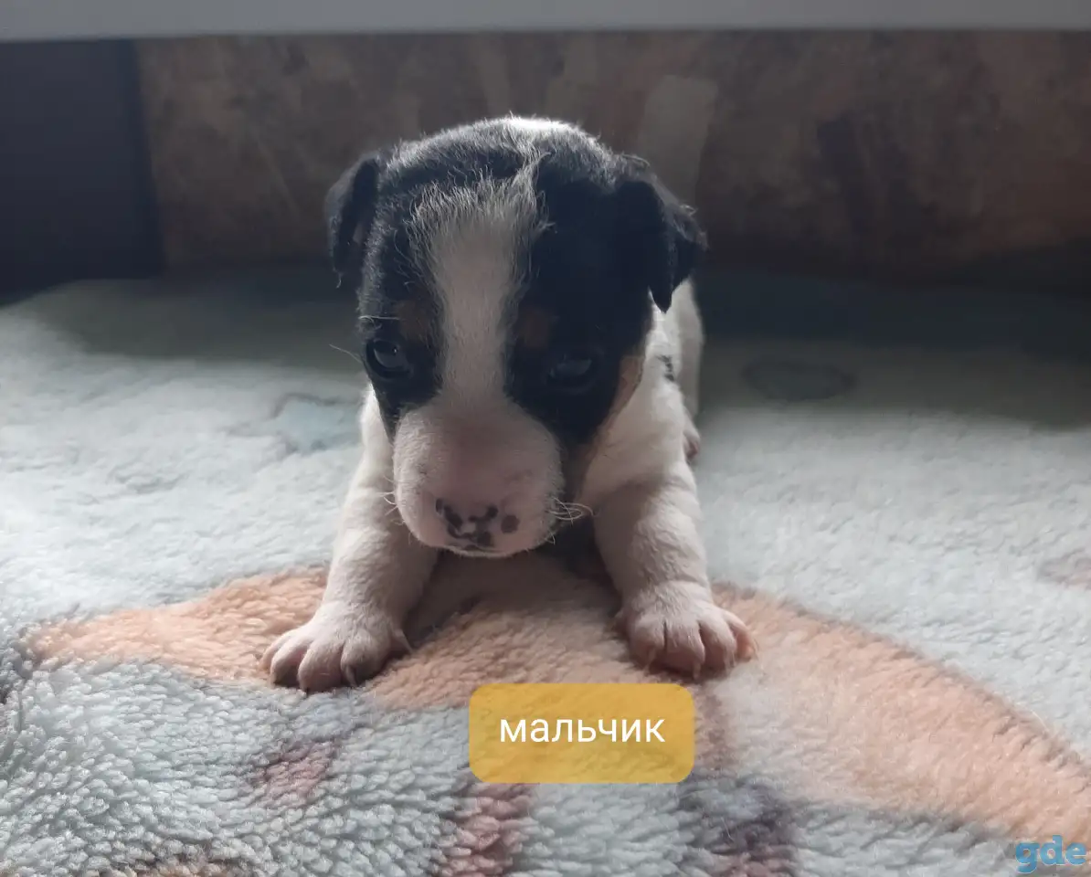 Щенки, фотография 2