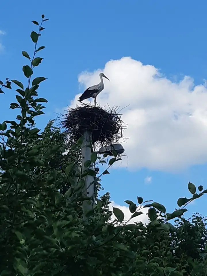 Дом с участком продаётся, Деревня Ёди 6, фотография 5