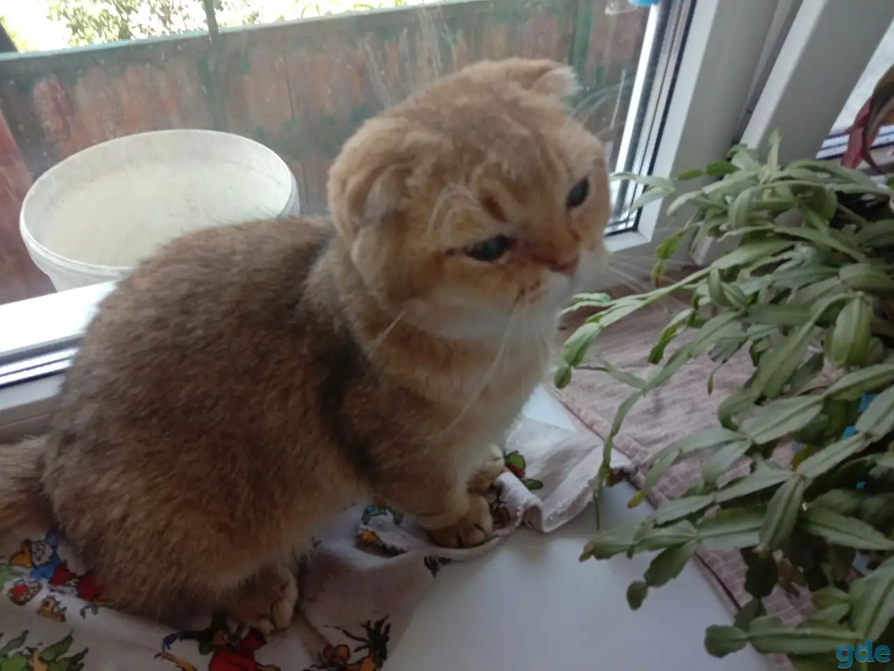 Вязка шотландского кота, фотография 2