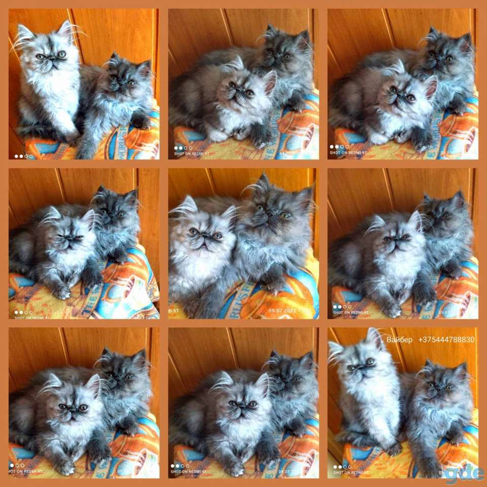 Персидские котята экстремального типа чистокровные.Персы.Котята., фотография 6