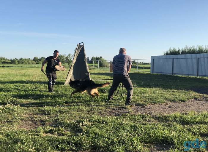 Дрессировка собак в Могилёве, фотография 3