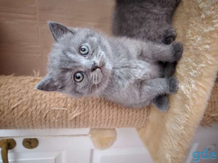 Котята, фотография 2