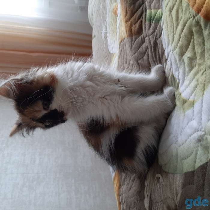 Котята в хорошие руки, фотография 1