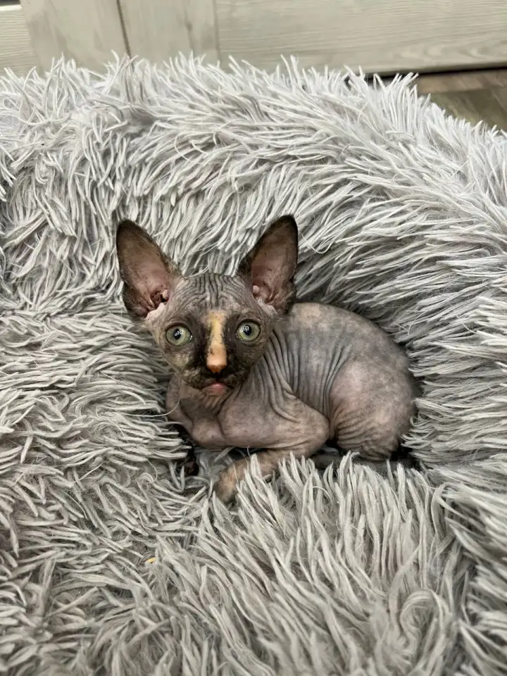 Котята канадского сфинкса, фотография 9