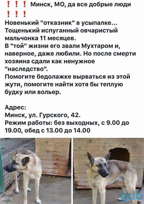 Помогите брошенному щенку, фотография 1