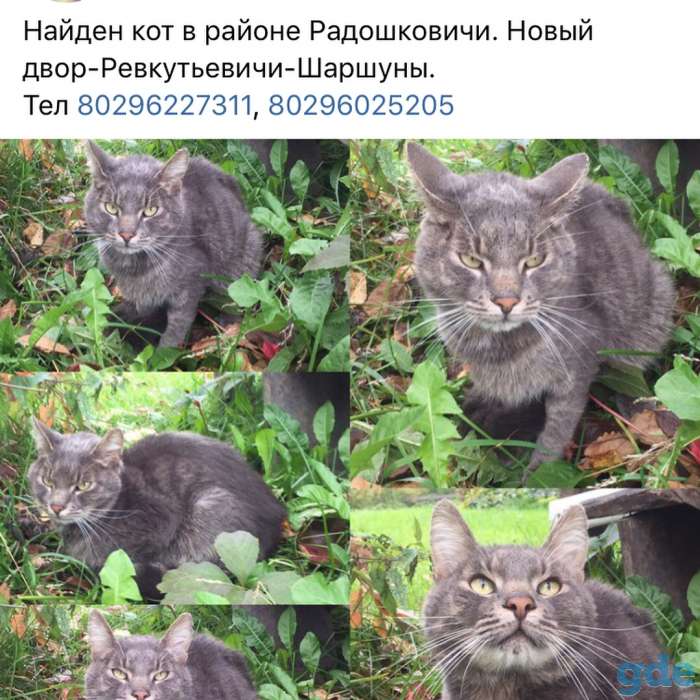 Ласковый кот ищет дом, фотография 1