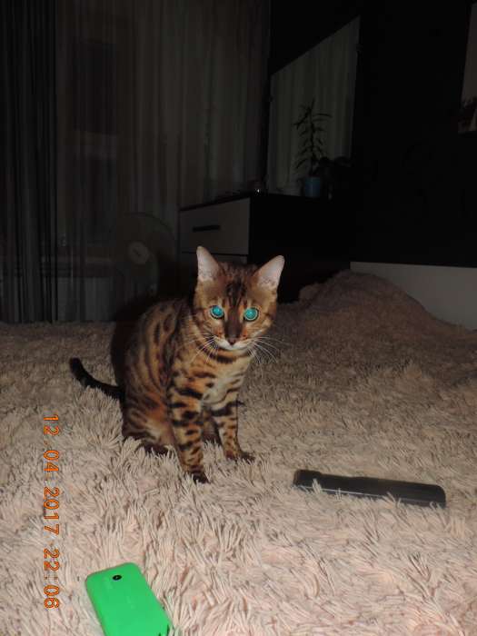 Бенгальские котята, фотография 6