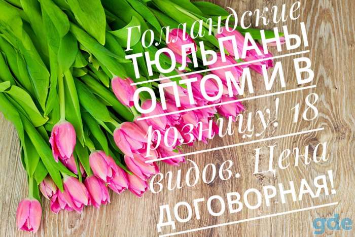 Голландские тюльпаны, фотография 2