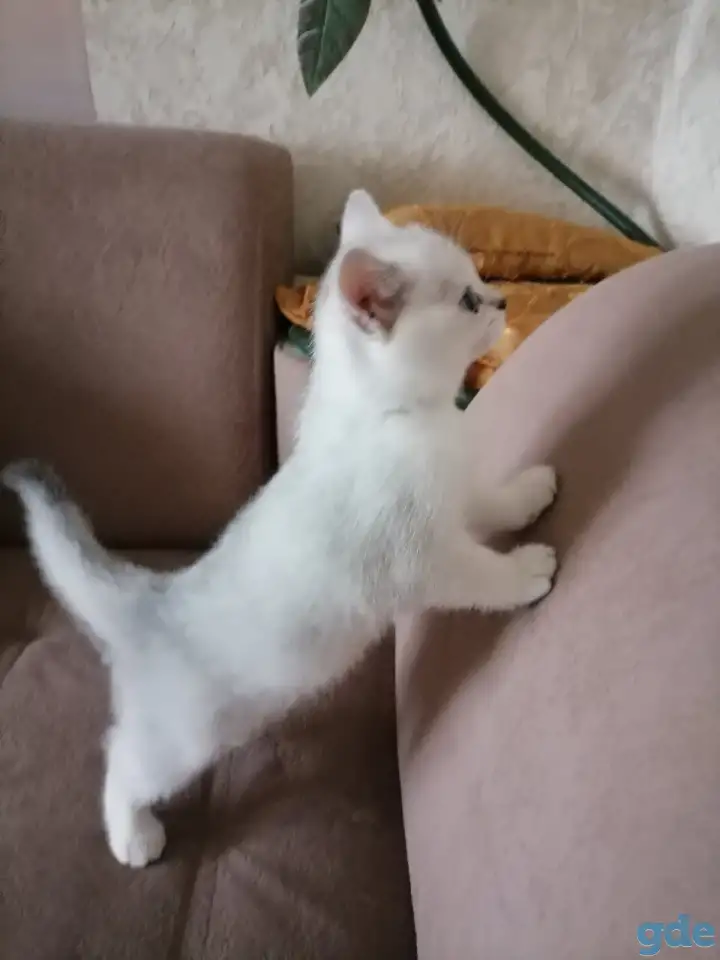 Британские котята, фотография 2