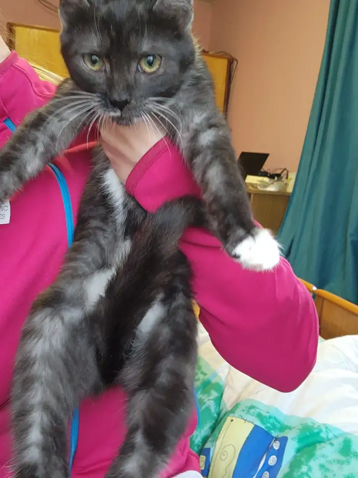 Котенок Зеленоглазая девочка, фотография 2