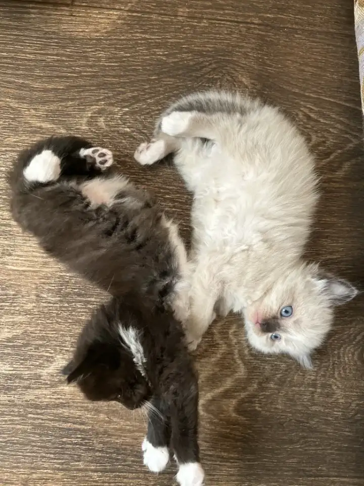 Котята ищут новый дом, фотография 2