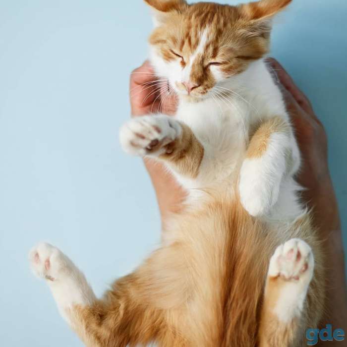 Котёнок в добрые и ответственные руки, фотография 5