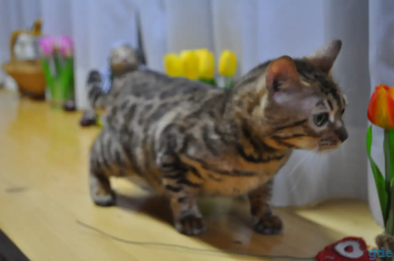 Бенгальская кошечка, фотография 1