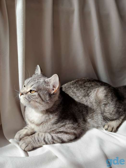 Шотландские котята, фотография 4
