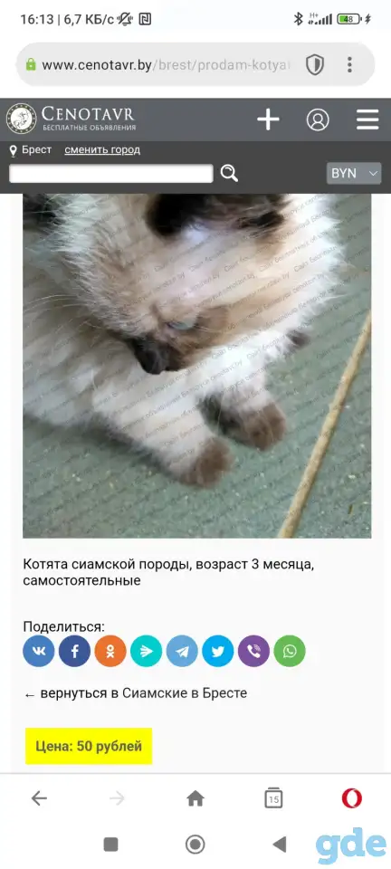 Продаются сиамские котята, фотография 1