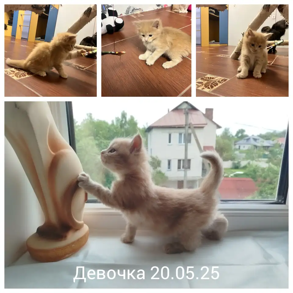 Котята, фотография 2