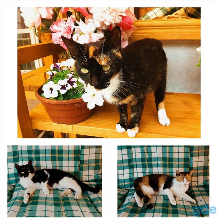 Котята и кошки в добрые руки бесплатно, фотография 2