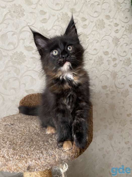 Котята мейн-куны, фотография 4