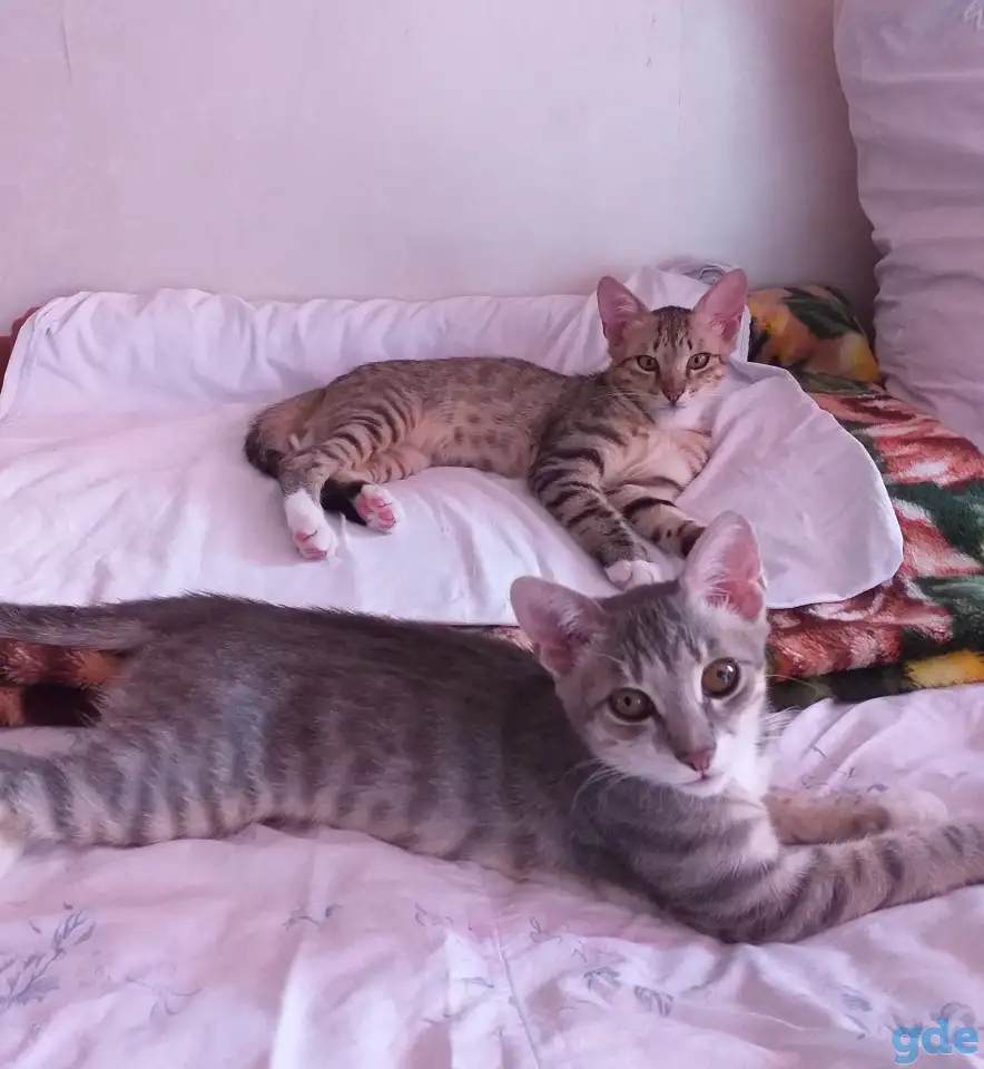 котята в дар, фотография 5