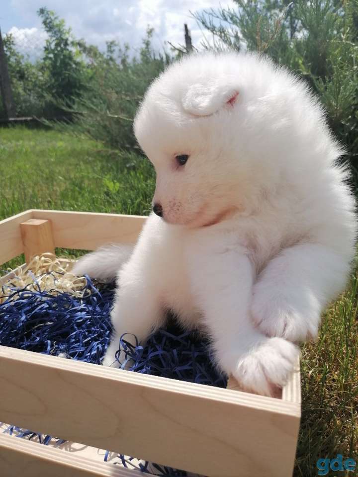 Продам щенков Самоеда, фотография 3