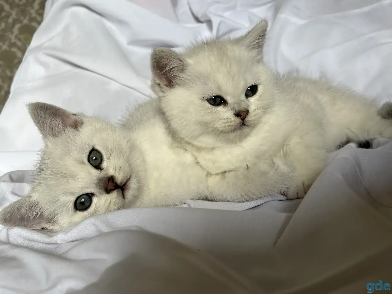 Британские котята окрас серебристая шиншилла, фотография 9