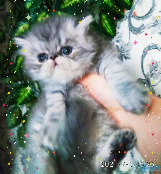 Персидские котята. Мальчики  экстремального типа., фотография 1