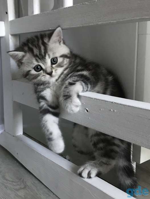 Шотландские котята, фотография 5