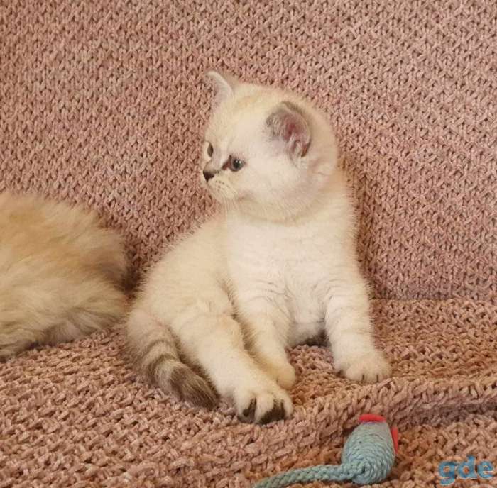 Британские котята, фотография 6