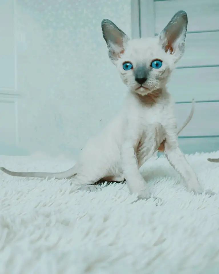 Котенок корниш-рекс, фотография 2