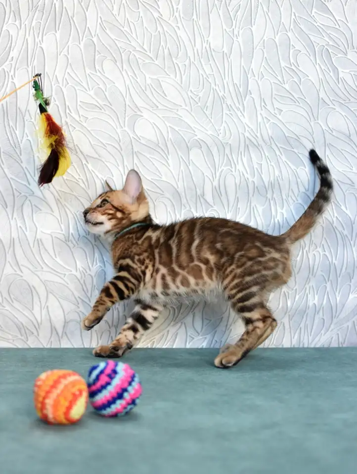 Элитные Бенгальские котята, фотография 4