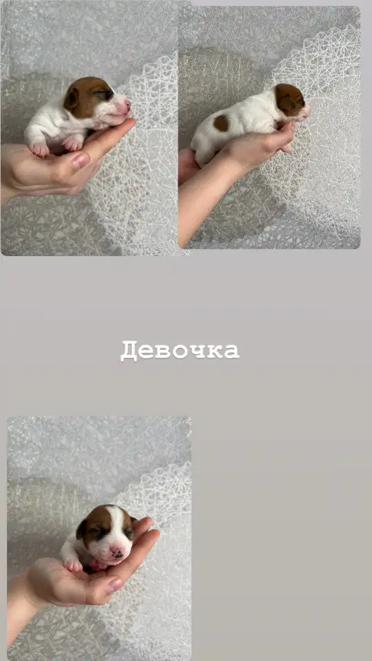 Щенки Джек Рассел терьер, фотография 4