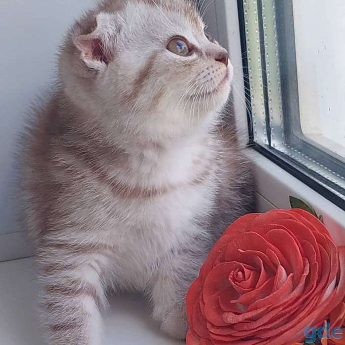 Шотландская вислоухая кошечка, фотография 2