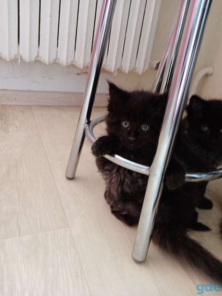 Котята породы Мейн-кун, фотография 7