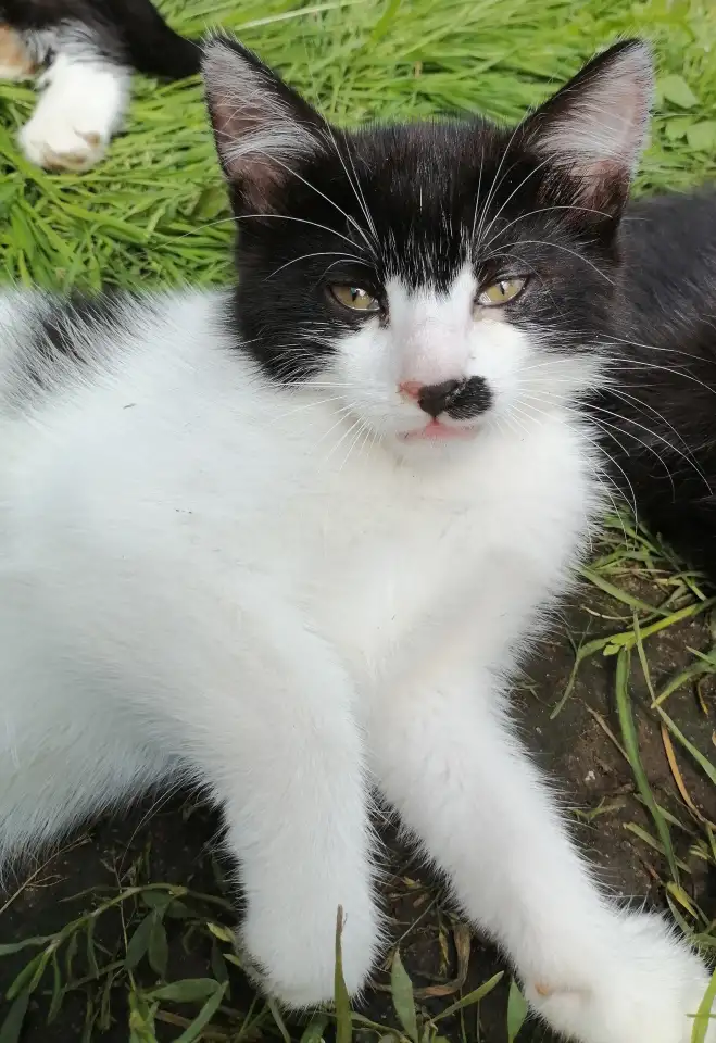 Котята ищут дом, фотография 4