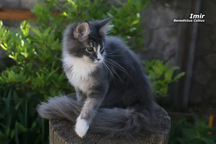 Мейн-кун  котёнок  мальчик, фотография 2