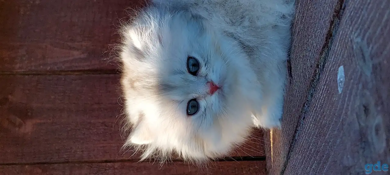 Котята, фотография 2
