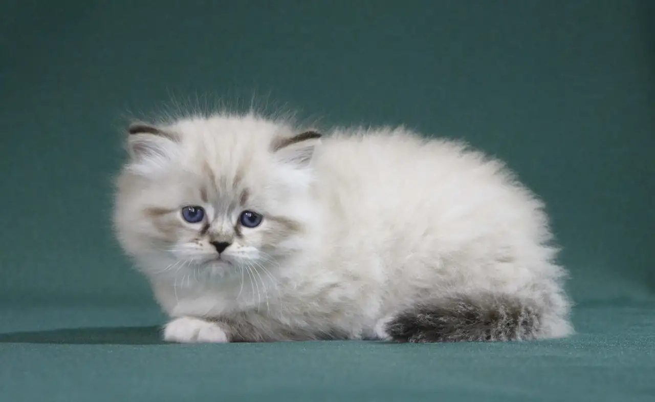 Сибирский котенок, невский маскарадный котенок, фотография 10