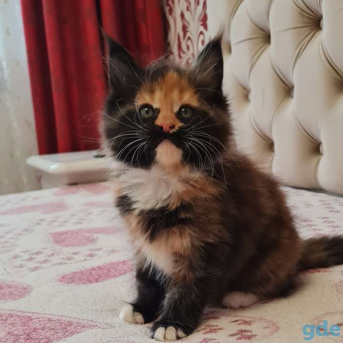 Мейн кун, фотография 1