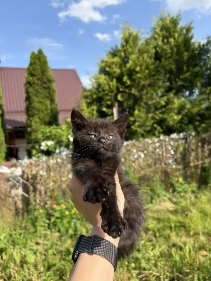 Котята в добрые руки, фотография 3
