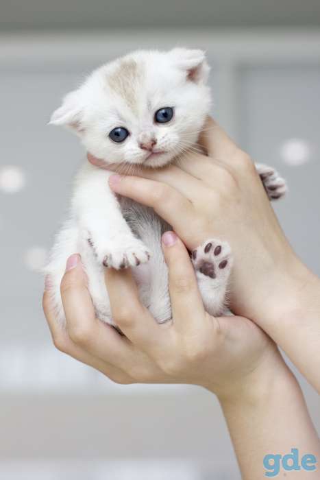 Продаются шотландские котята, фотография 6