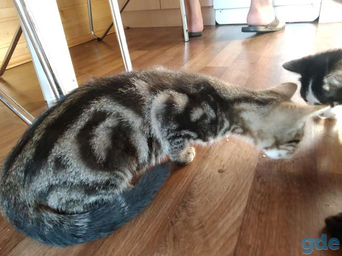 Котенок в дар, фотография 2