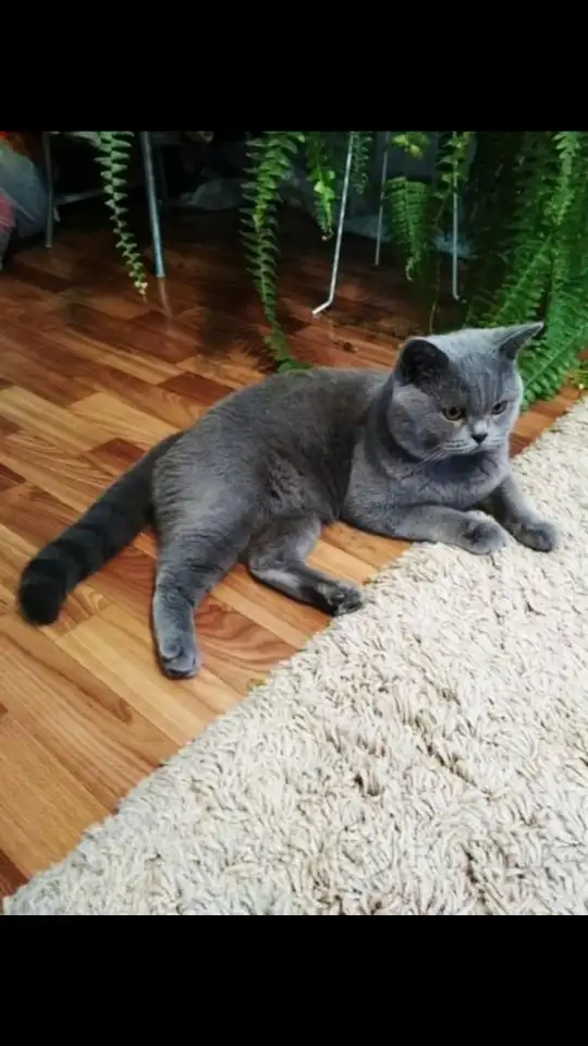Британский короткошёрстный. Вязка., фотография 5