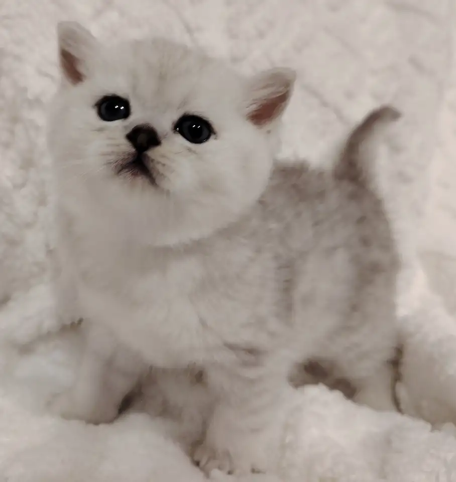 Шотландские котята., фотография 7