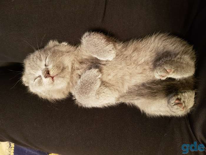 вислоухие котята, недорого!, фотография 3