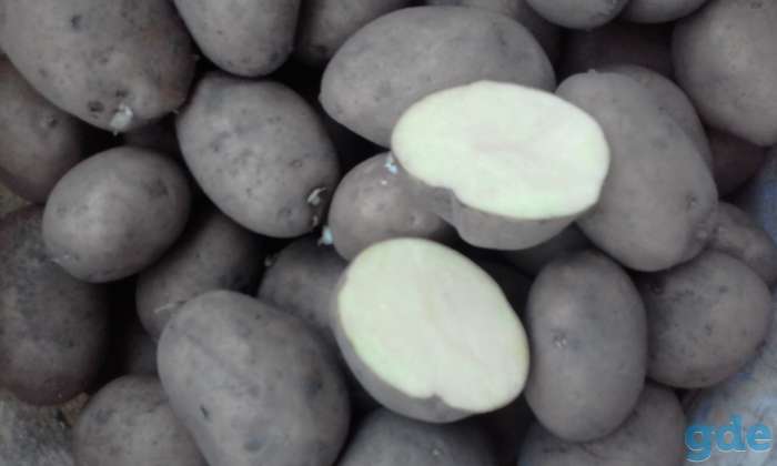 Продам картошку, фотография 1