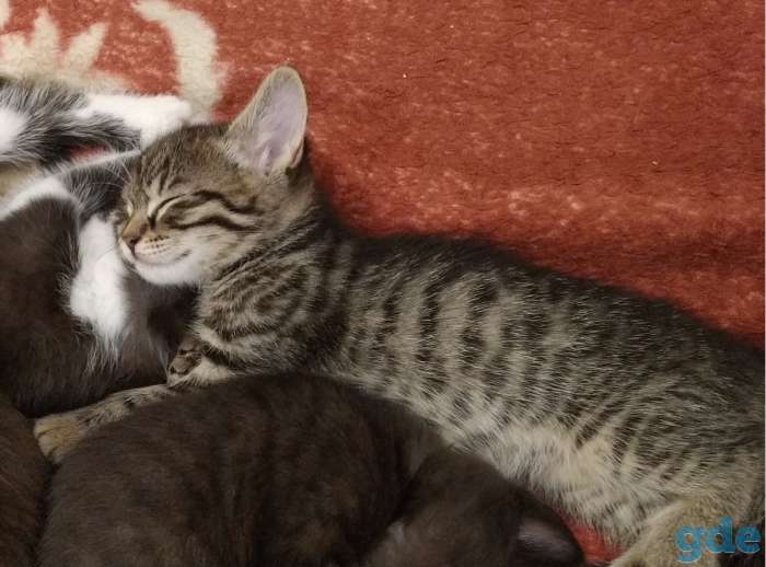 Котенок в дар, фотография 3