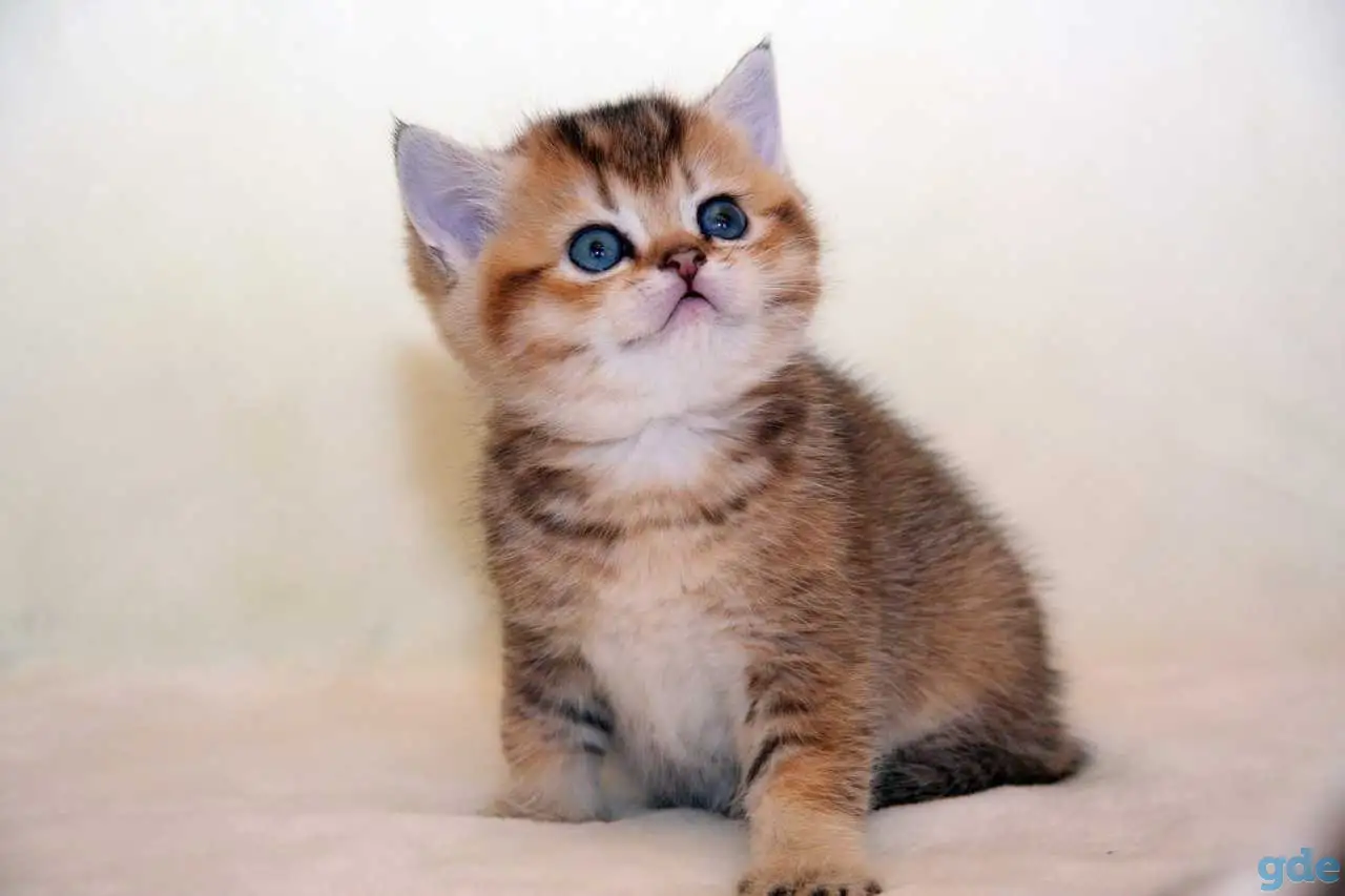 ЗОЛОТАЯ ШИНШИЛЛА шотландские котята, фотография 5