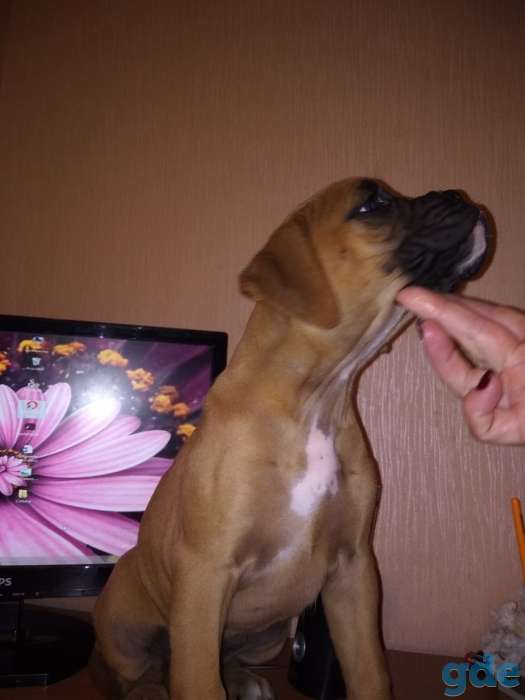 Немецкий боксер, фотография 3